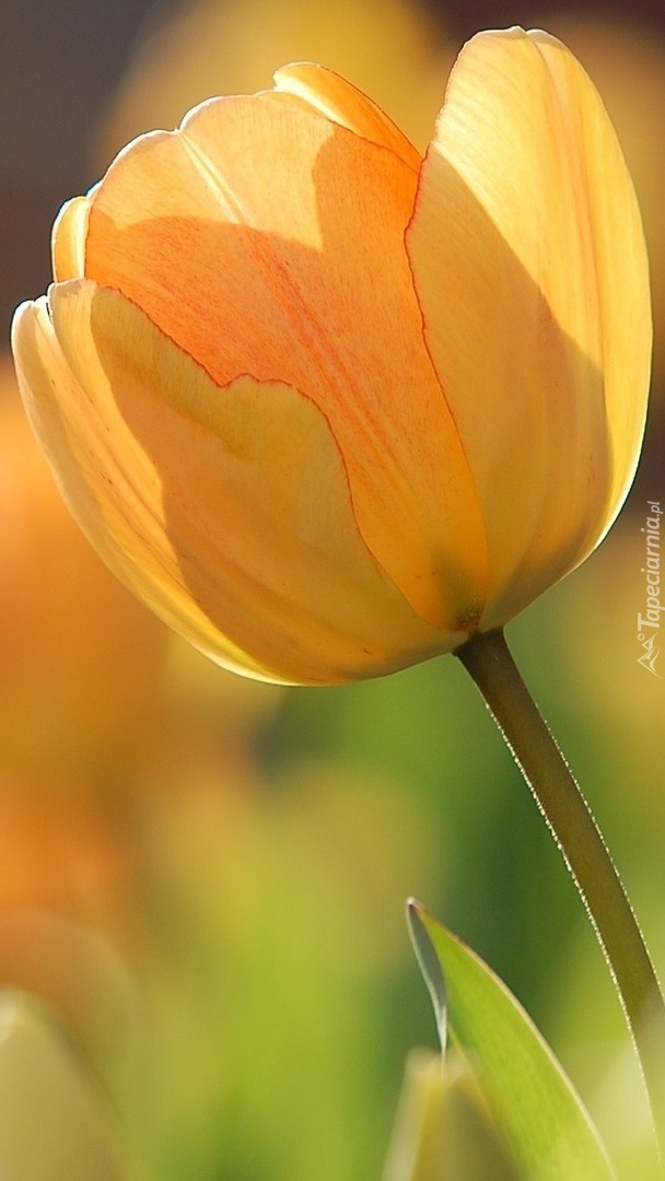 Tulipan w słońcu