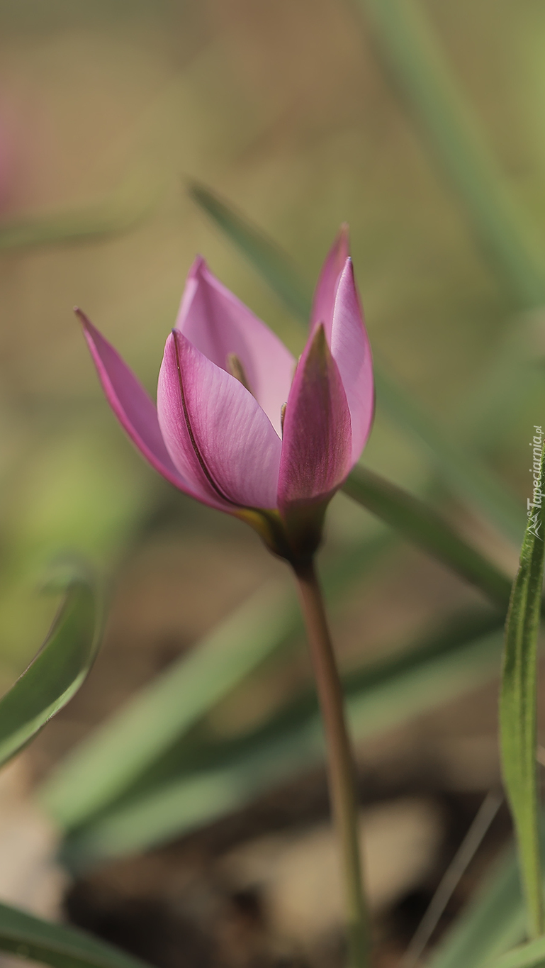 Tulipan w źdźbłach trawy