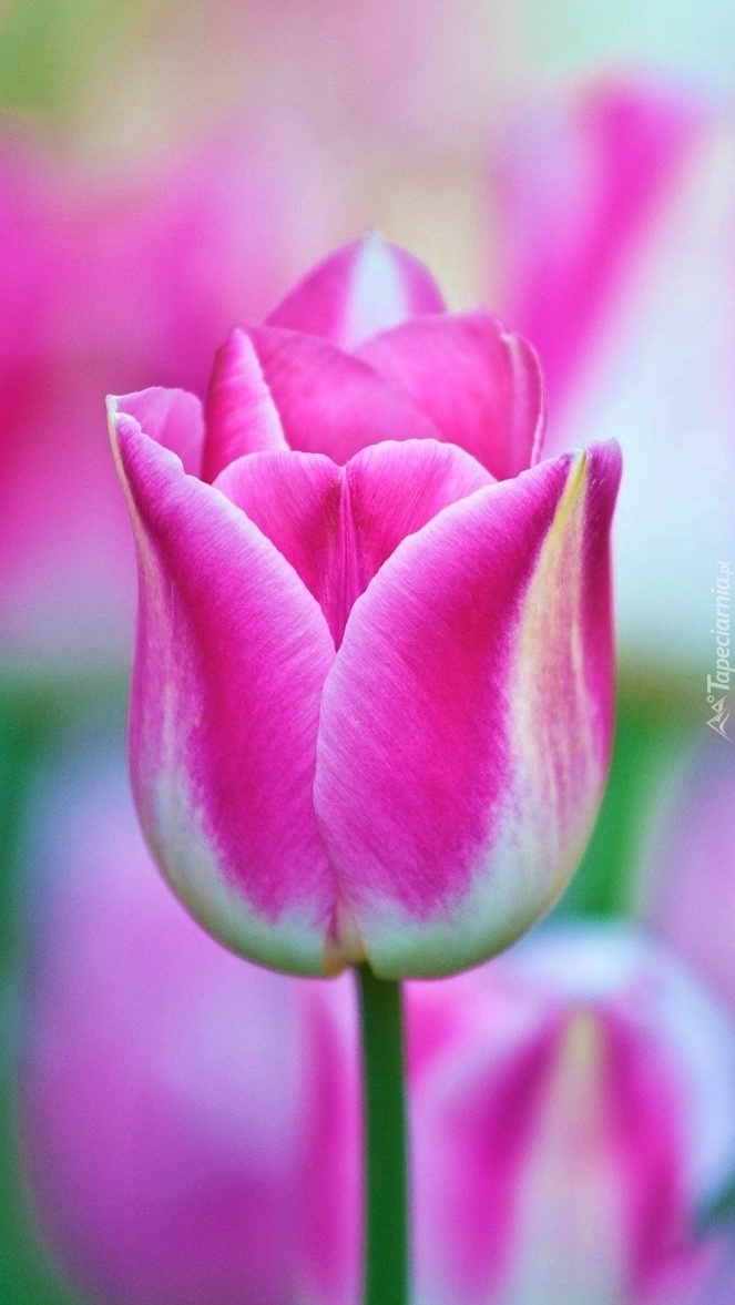 Tulipanowa piękność