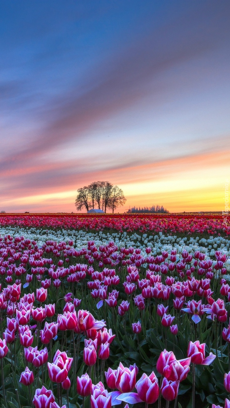 Tulipanowe pole w zachodzącym słońcu