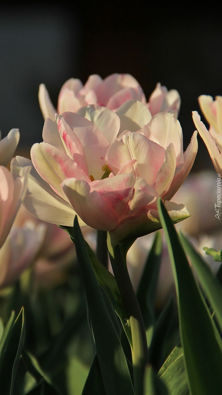 Tulipany bladoróżowe