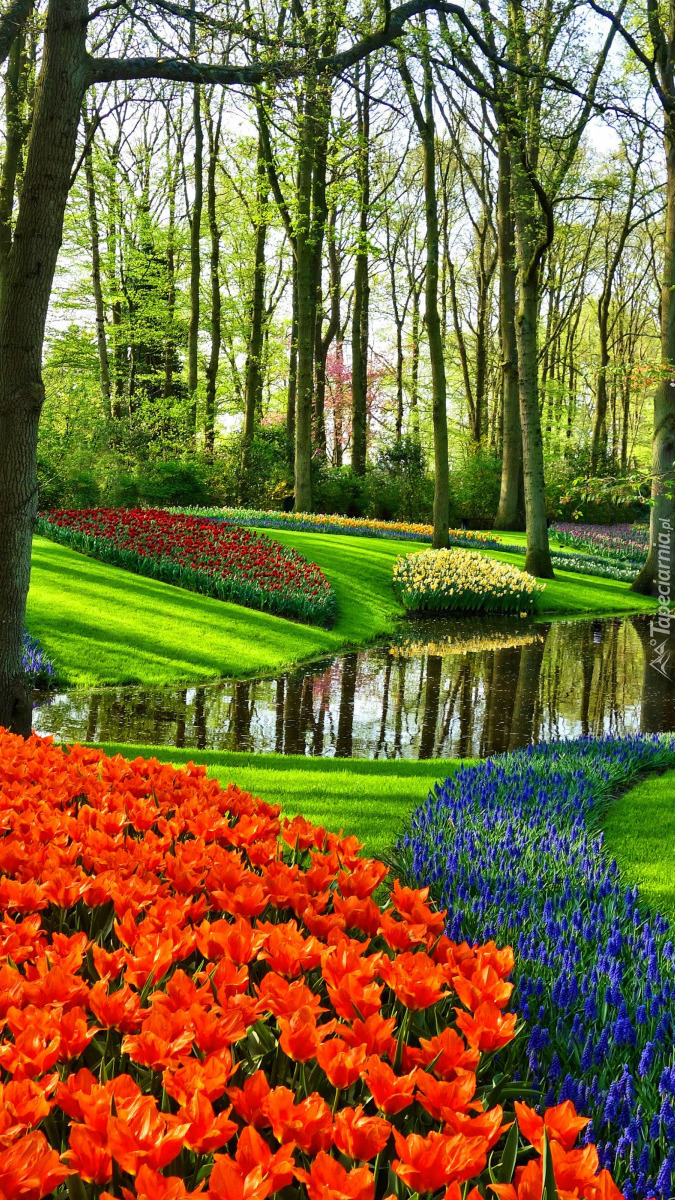 Tulipany i szafirki nad strumieniem w parku