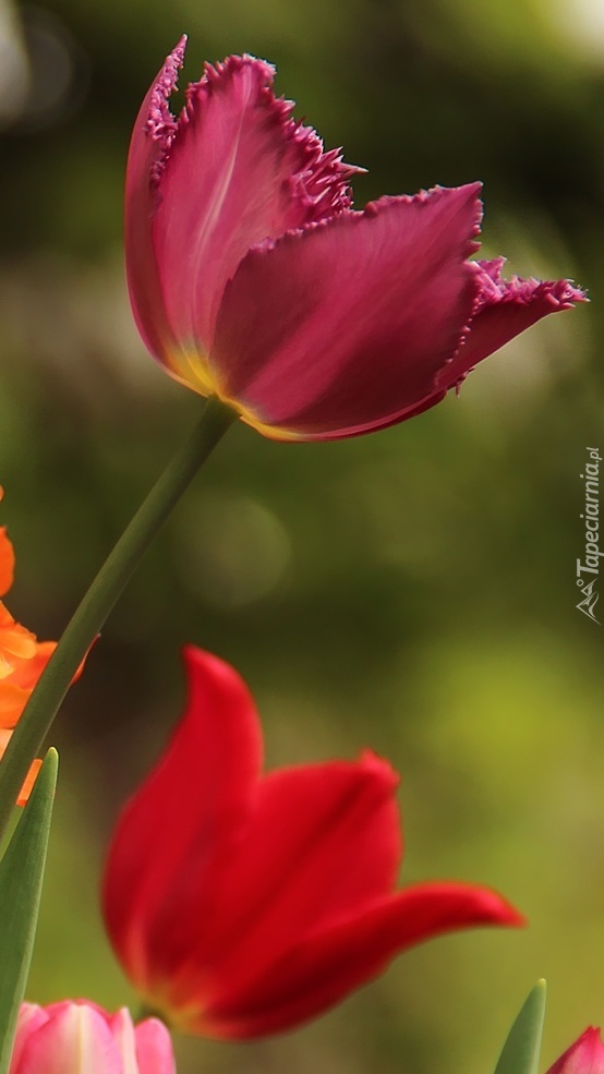 Tulipany kolorowe do kwiaciarni iść gotowe