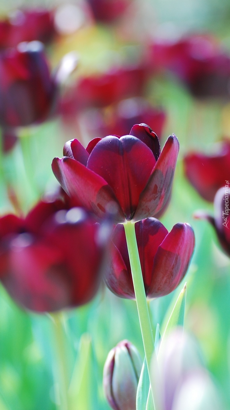 Tulipany koloru wiśniowego