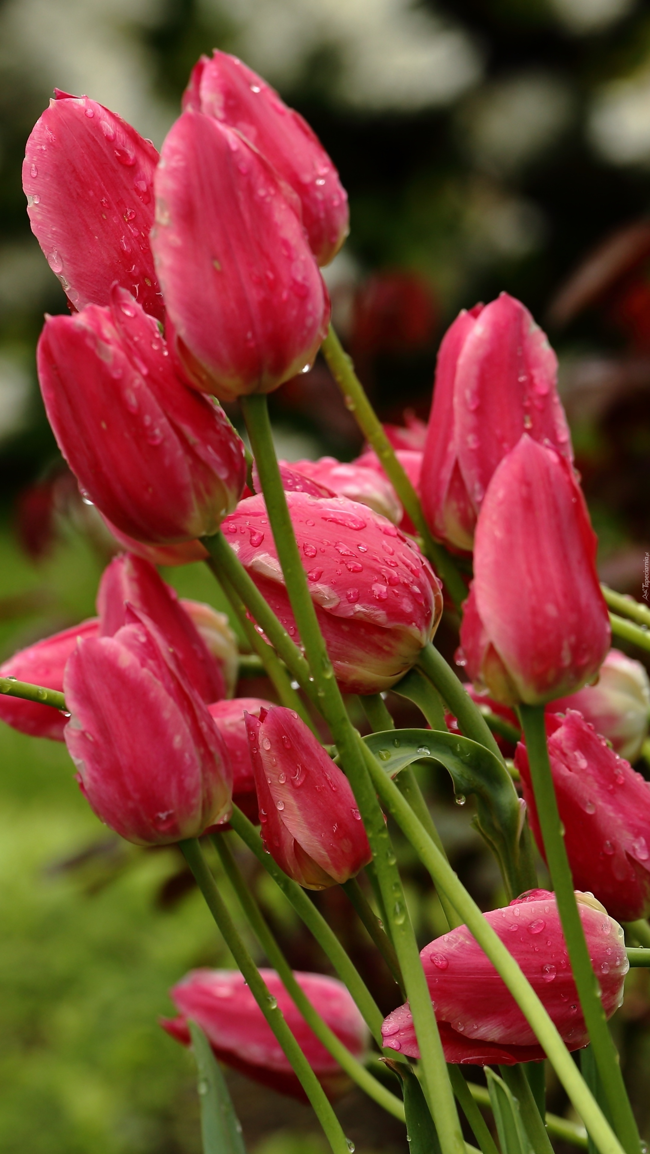 Tulipany mokre od deszczu
