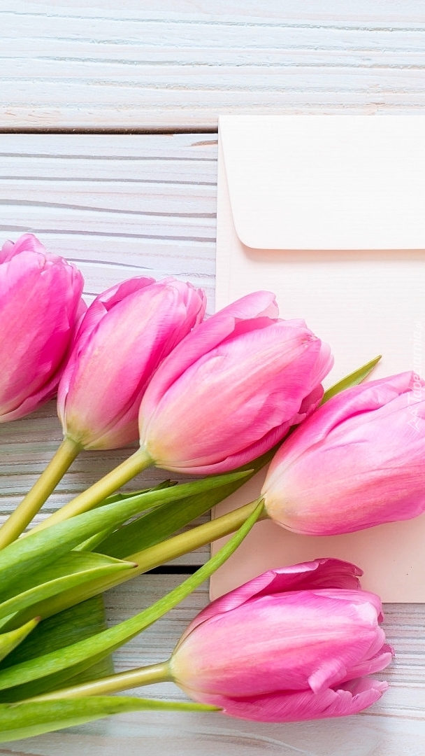Tulipany na białej kopercie