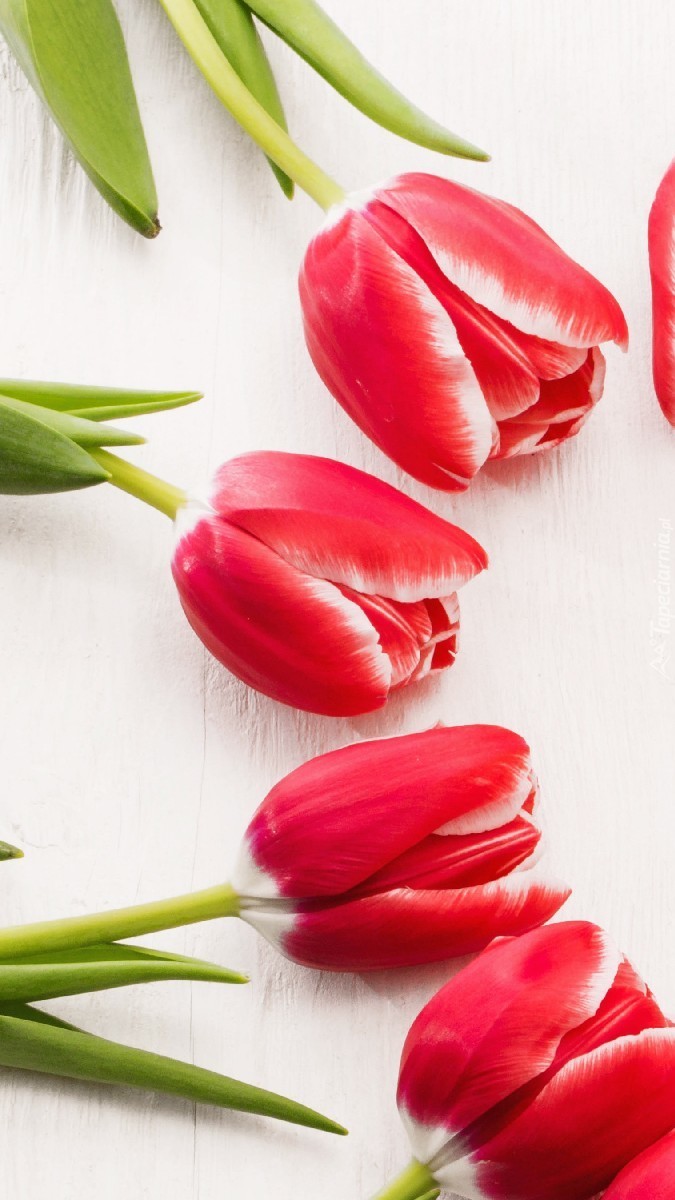 Tulipany na białych deskach