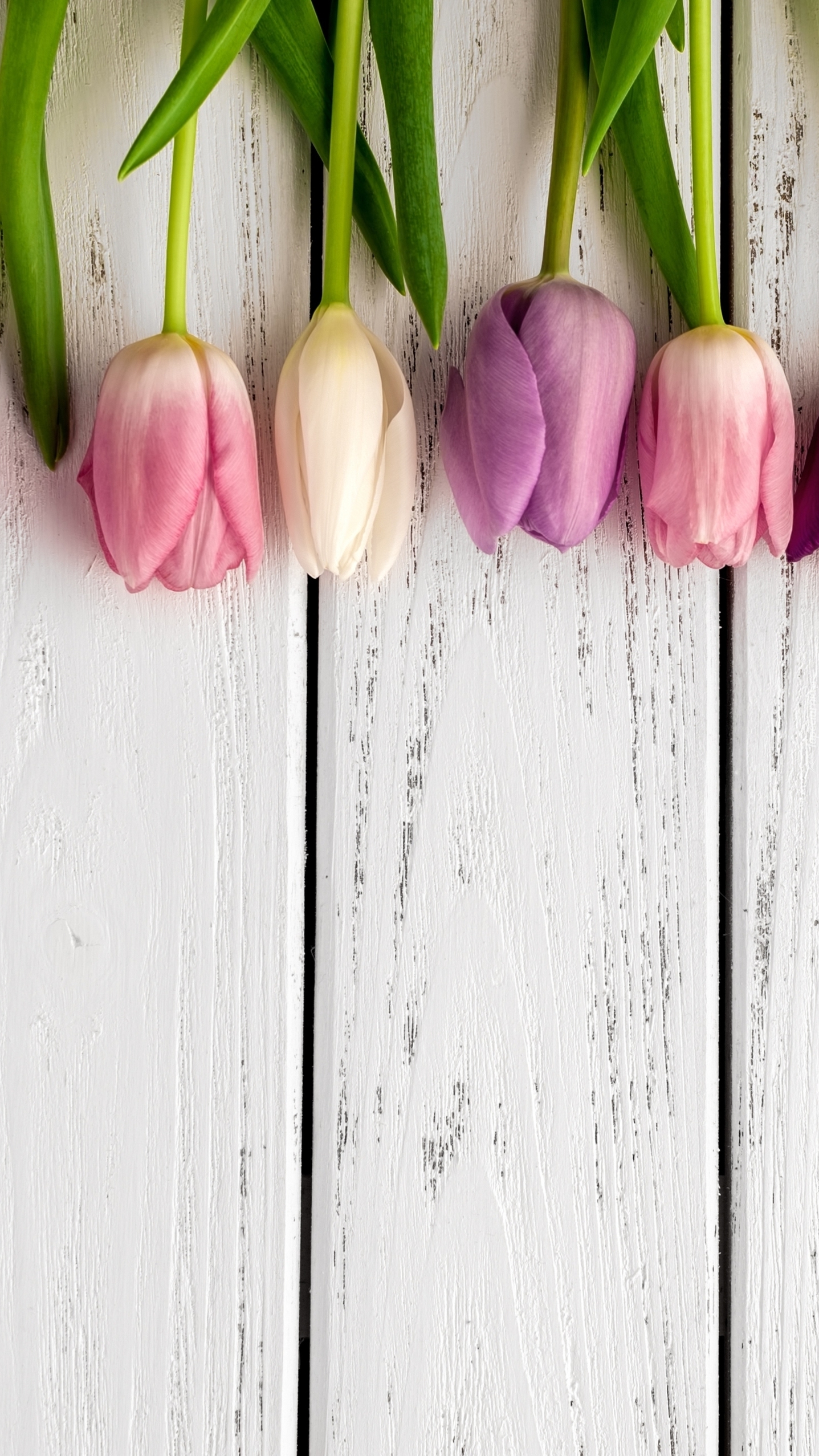 Tulipany na deskach