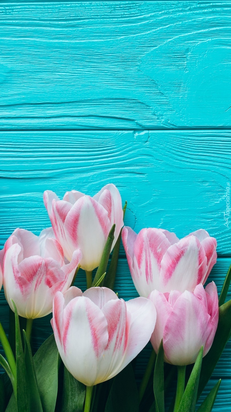 Tulipany na niebieskich deskach