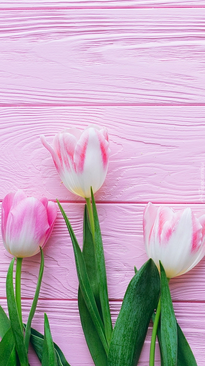 Tulipany na różowych deskach