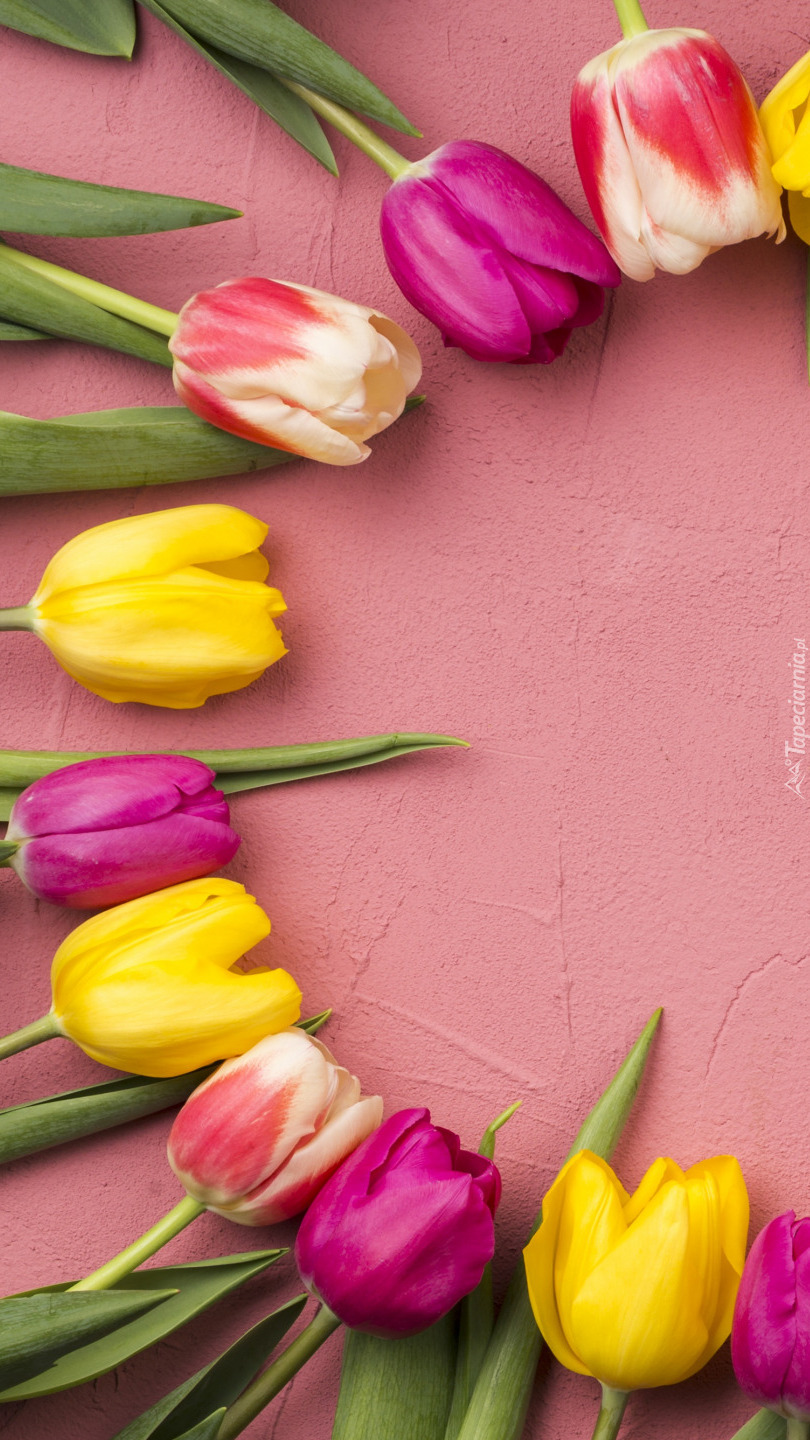 Tulipany na różowym tle