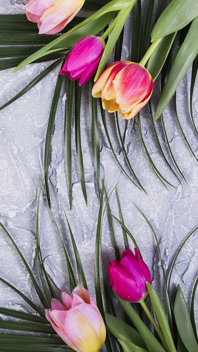 Tulipany na szarym tle