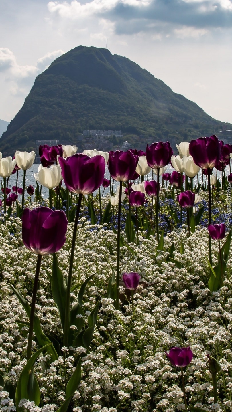 Tulipany na tle gór