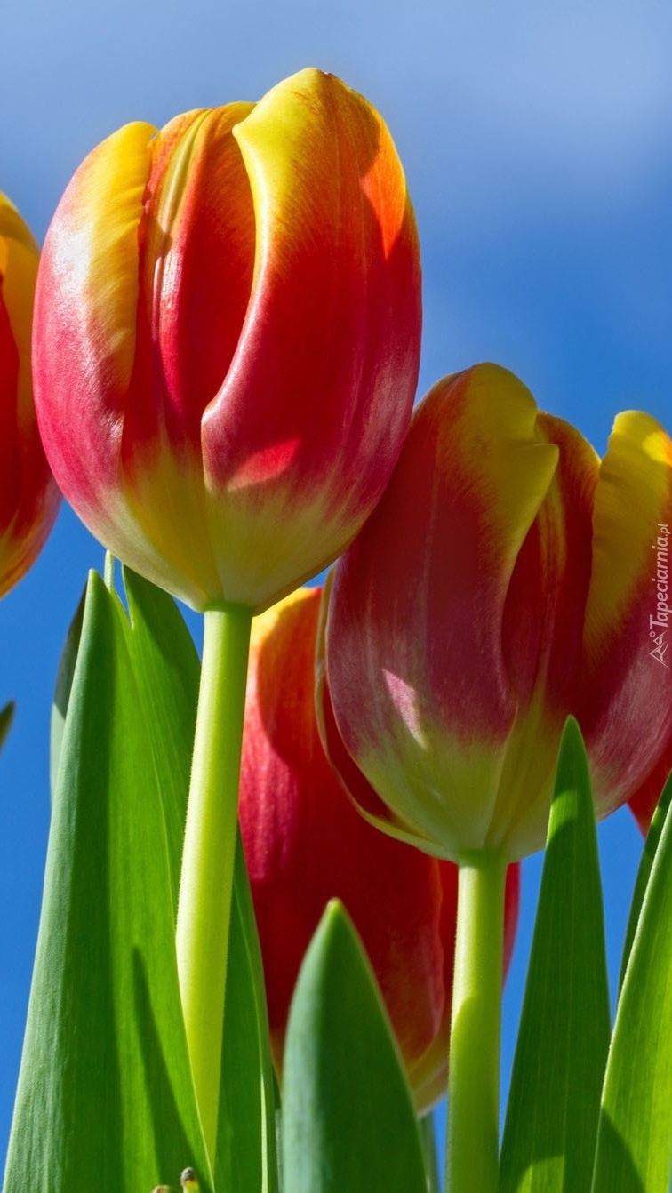 Tulipany na tle nieba