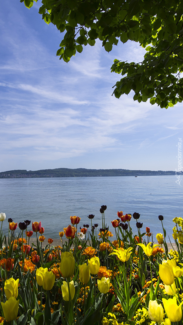 Tulipany nad jeziorem Bodeńskim