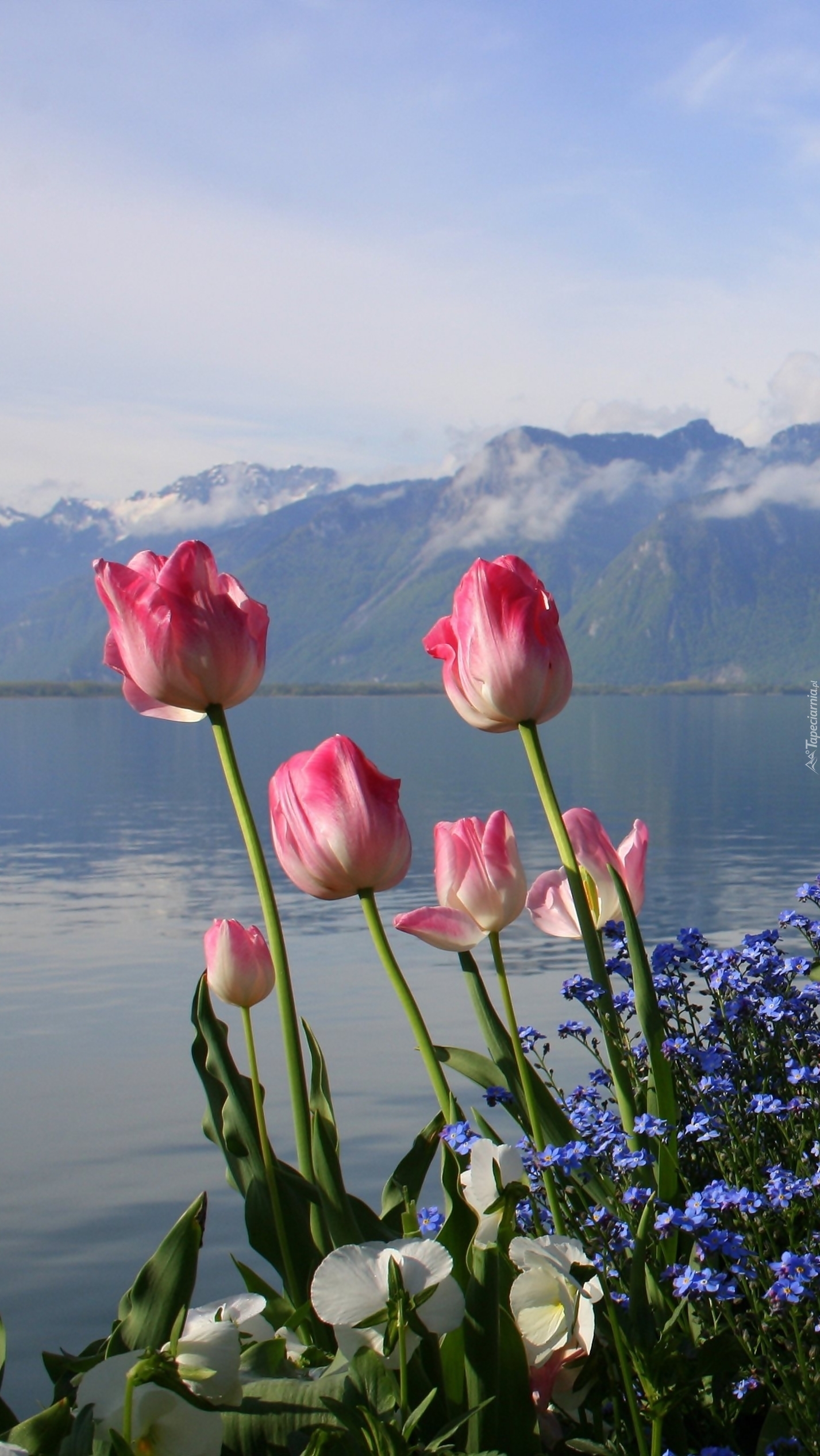 Tulipany nad jeziorem
