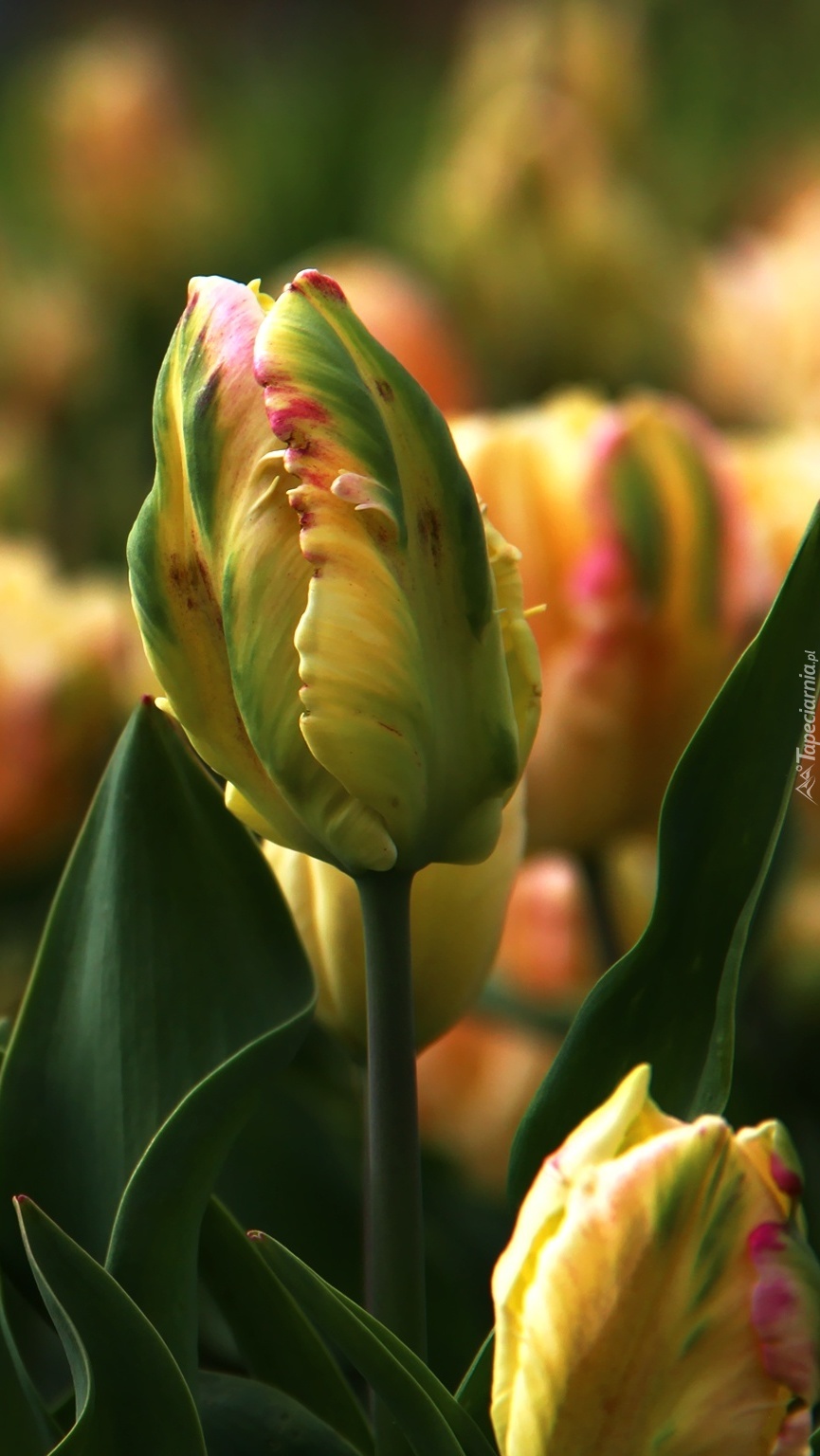 Tulipany pachnące radością
