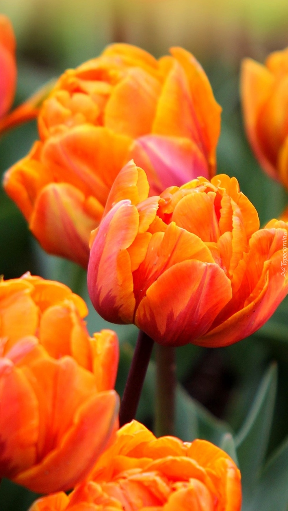Tulipany pełne