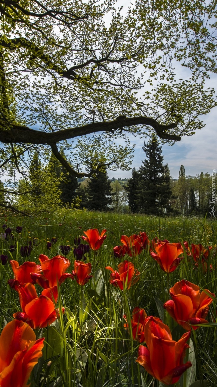 Tulipany pod drzewem na łące