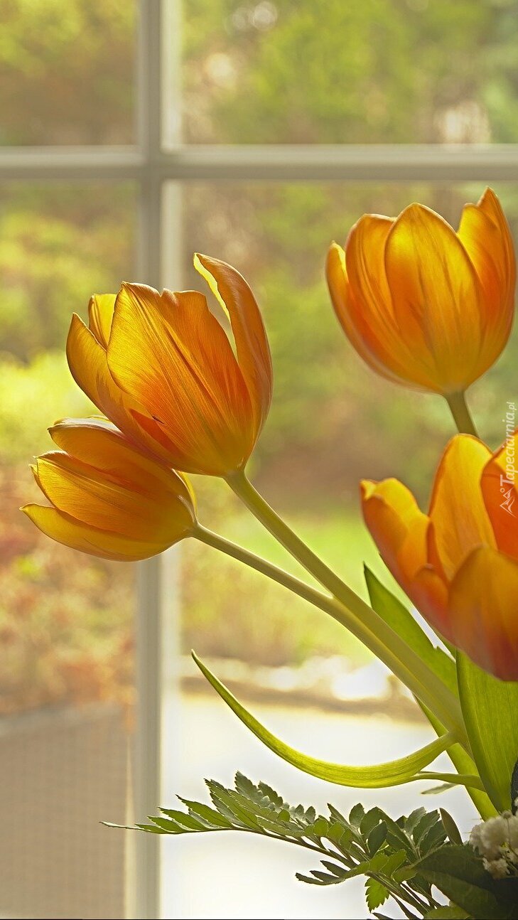 Tulipany przy oknie