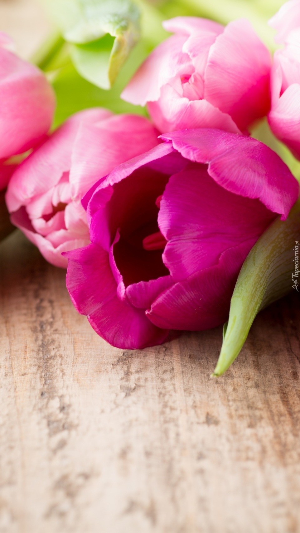 Tulipany różowe na deskach