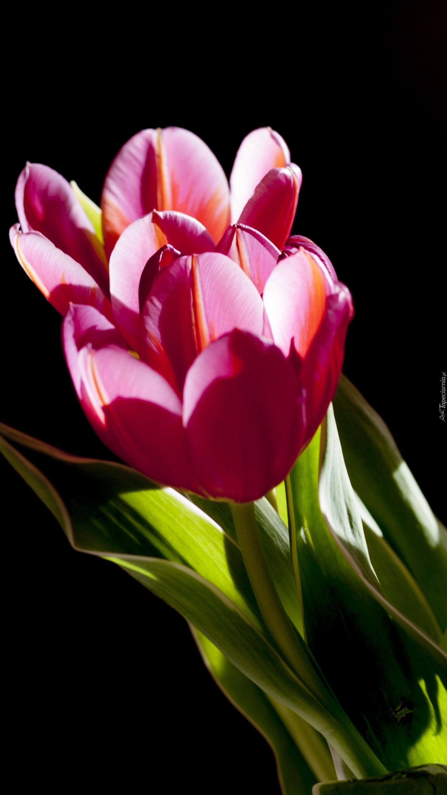 Tulipany w czarnym tle
