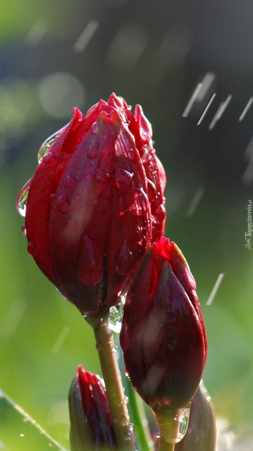Tulipany w deszczu