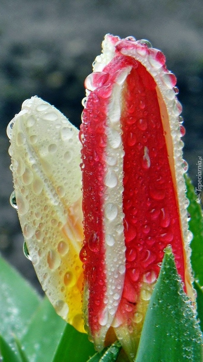Tulipany w deszczu