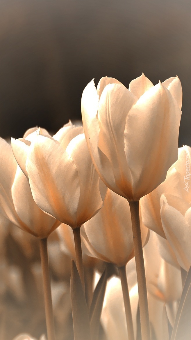 Tulipany w kolorze ecru