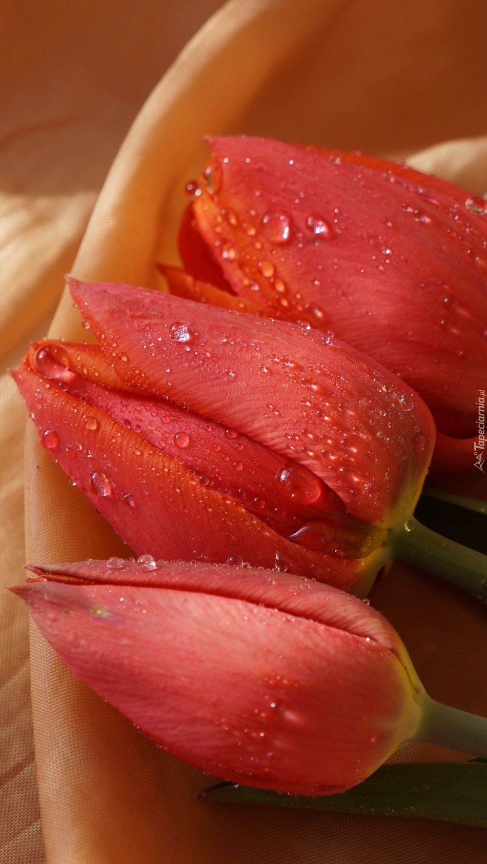Tulipany w kroplach