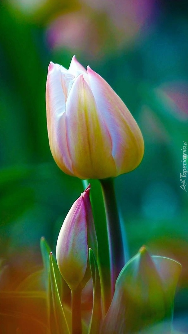 Tulipany w pąkach