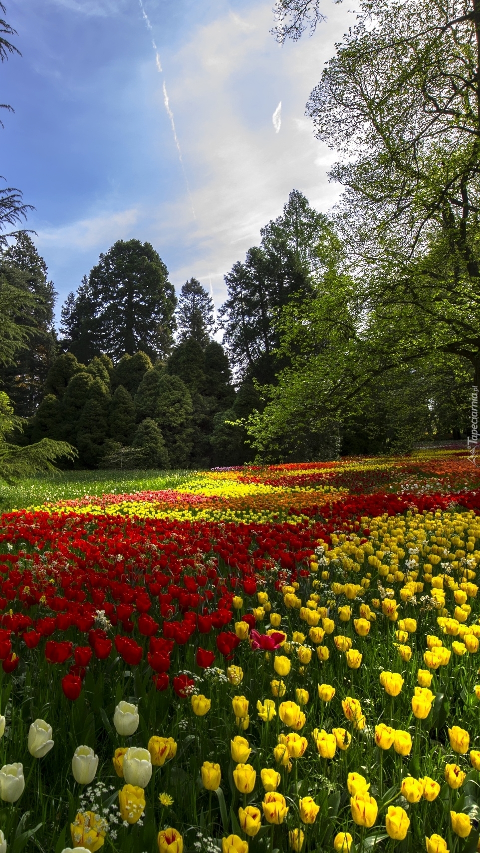 Tulipany w parku
