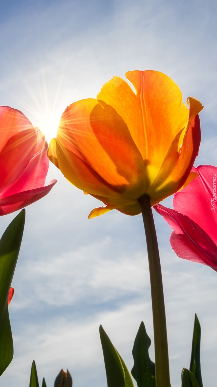 Tulipany w promieniach słonecznych