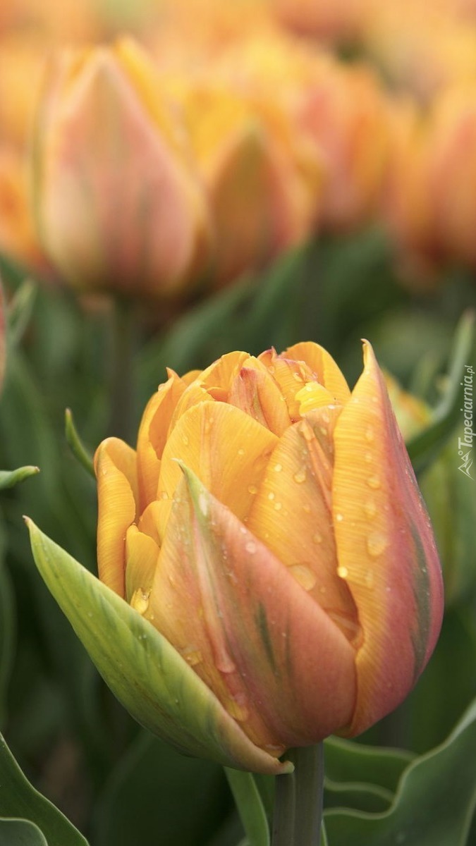 Tulipany w rosie
