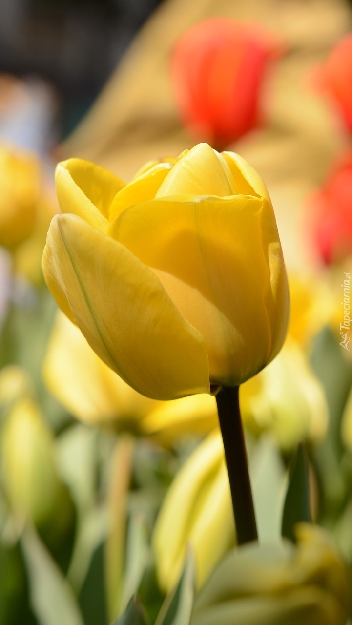 Tulipany w rozmyciu