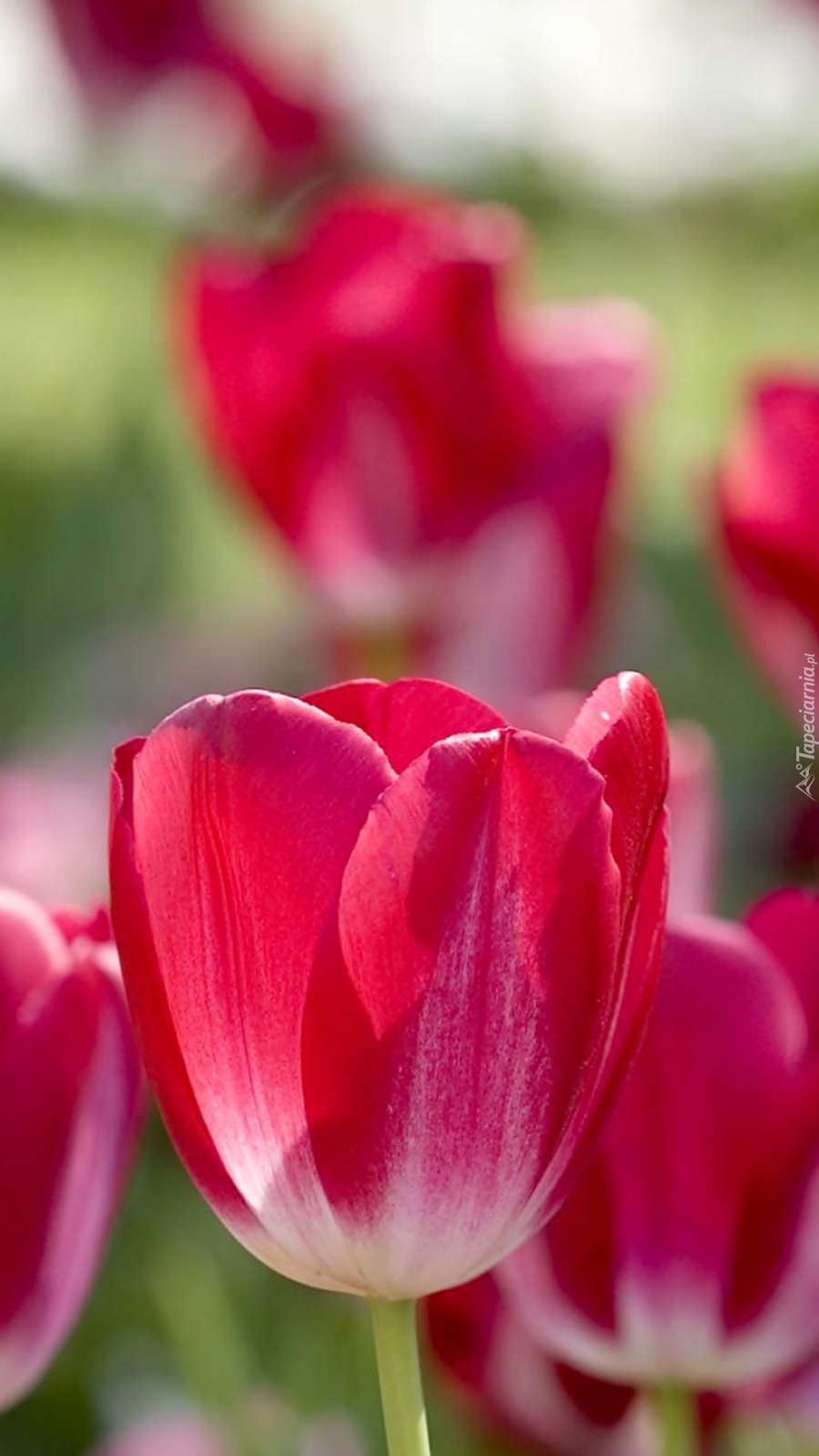 Tulipany w różu