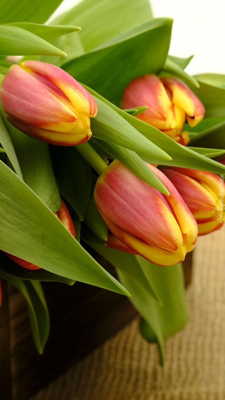 Tulipany w skrzyneczce