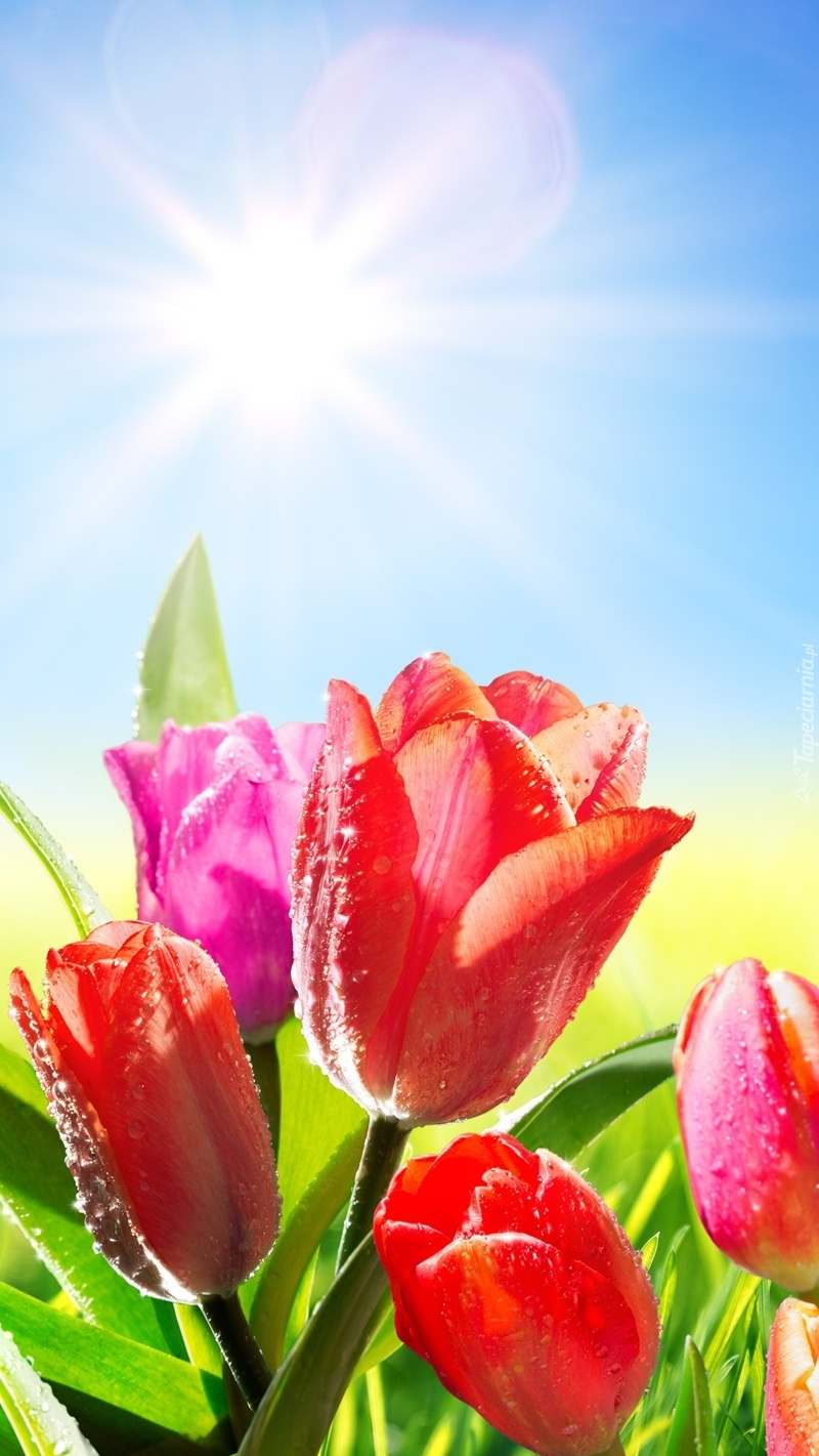 Tulipany w słońcu