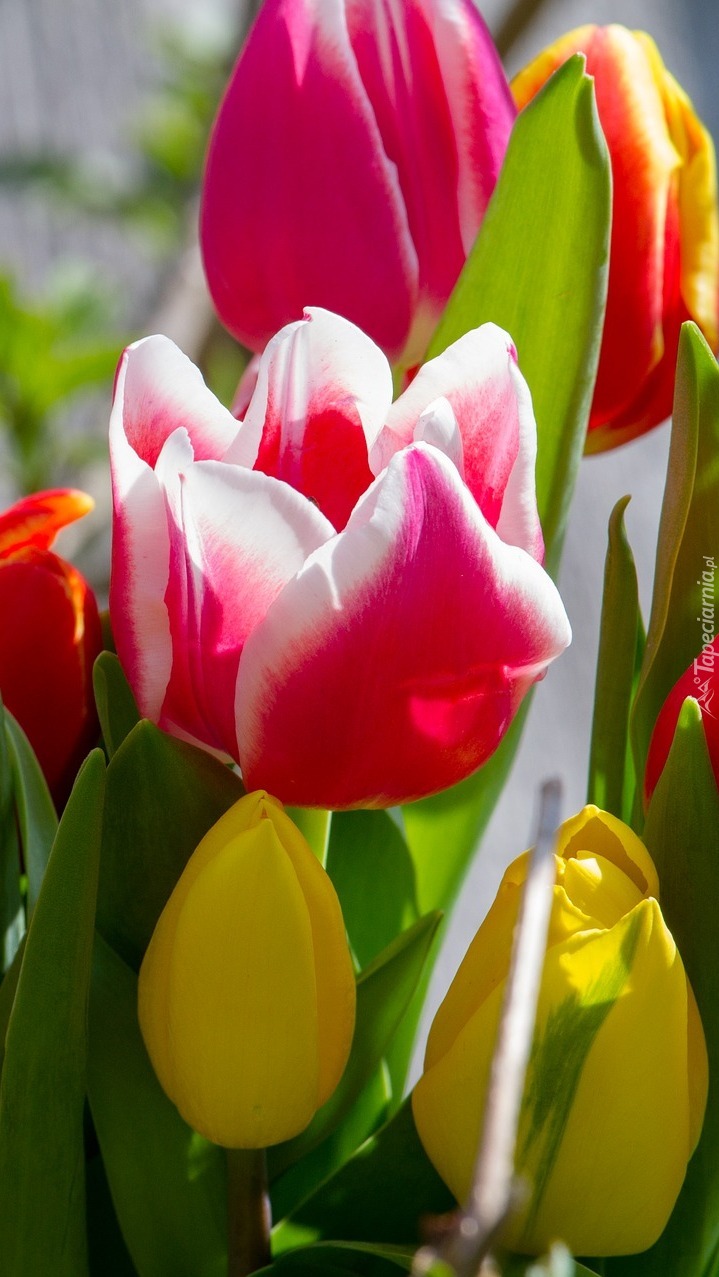 Tulipany w zbliżeniu