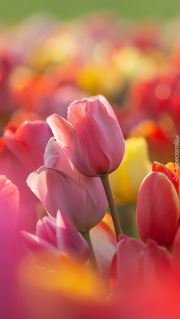 Tulipany w zbliżeniu