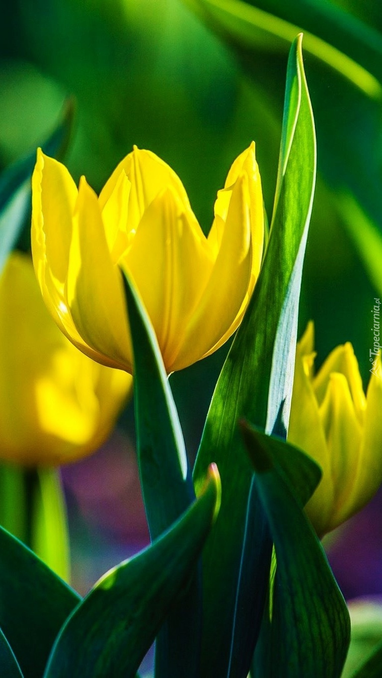 Tulipany w żółtym kolorze