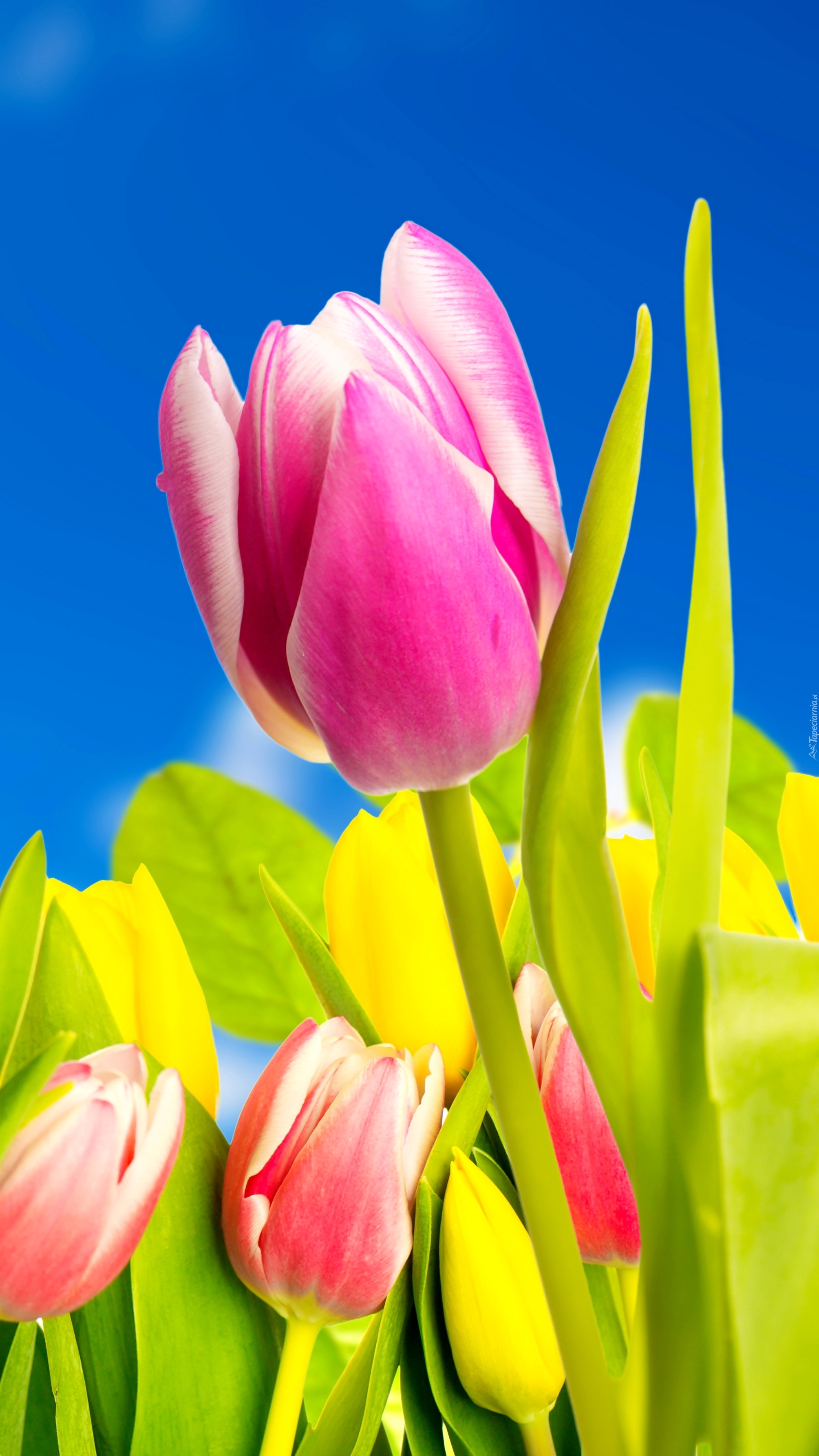 Tulipany wiosenne na tle błękitnego nieba