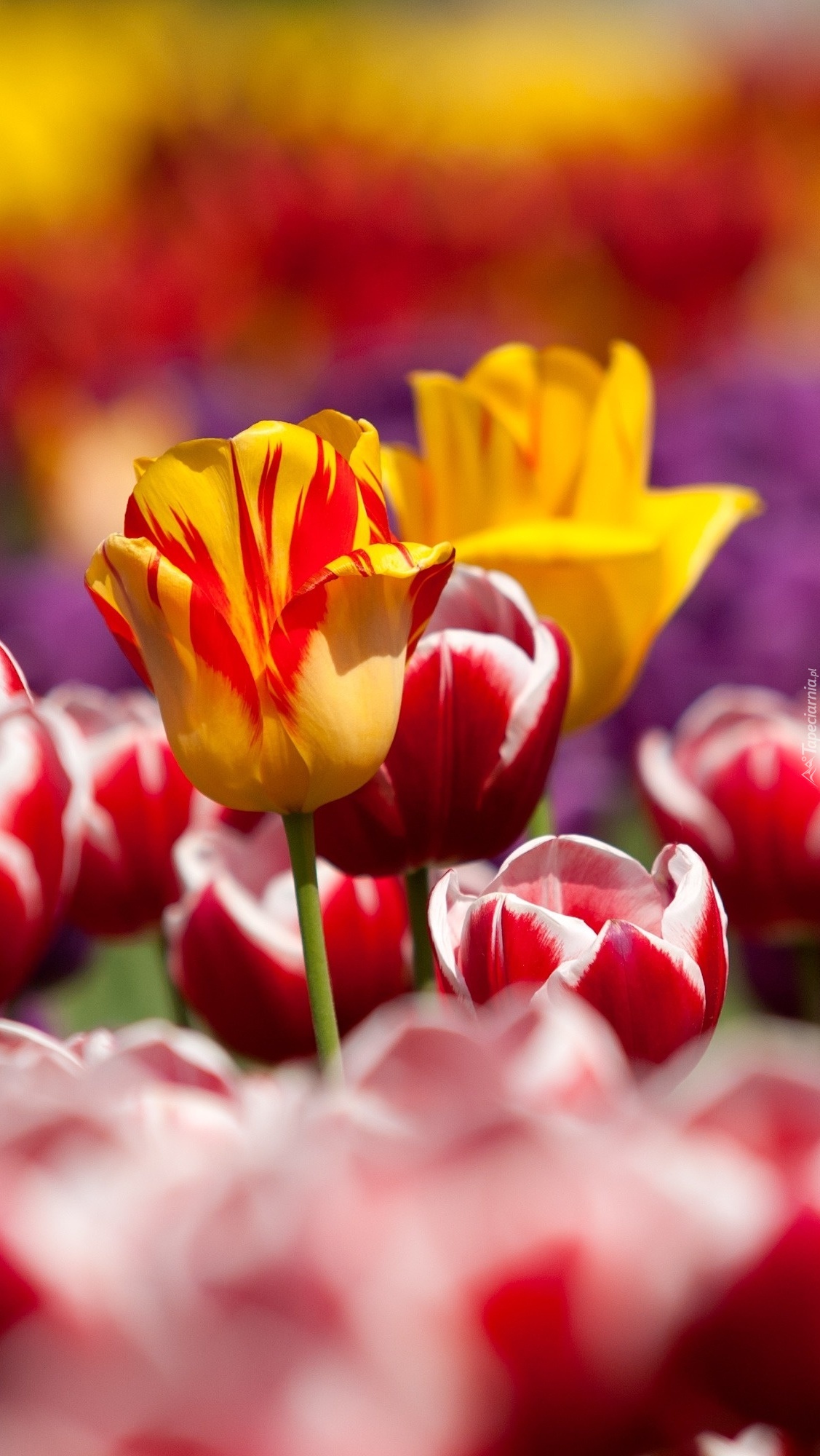 Tulipany wyższe i niższe w różnych kolorach