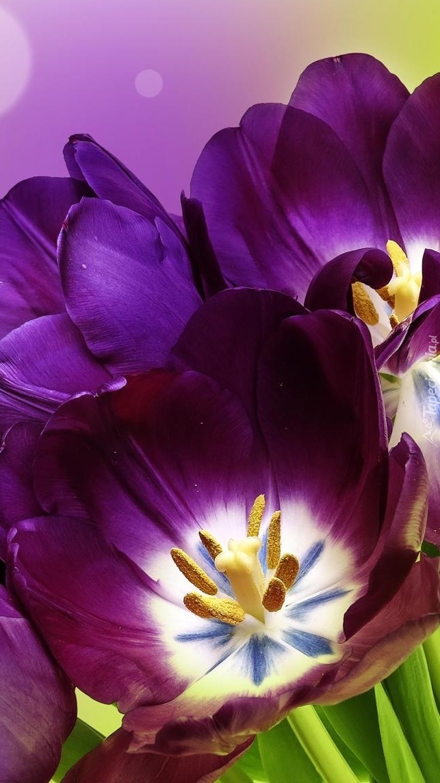 Tulipany z pięknym wnętrzem