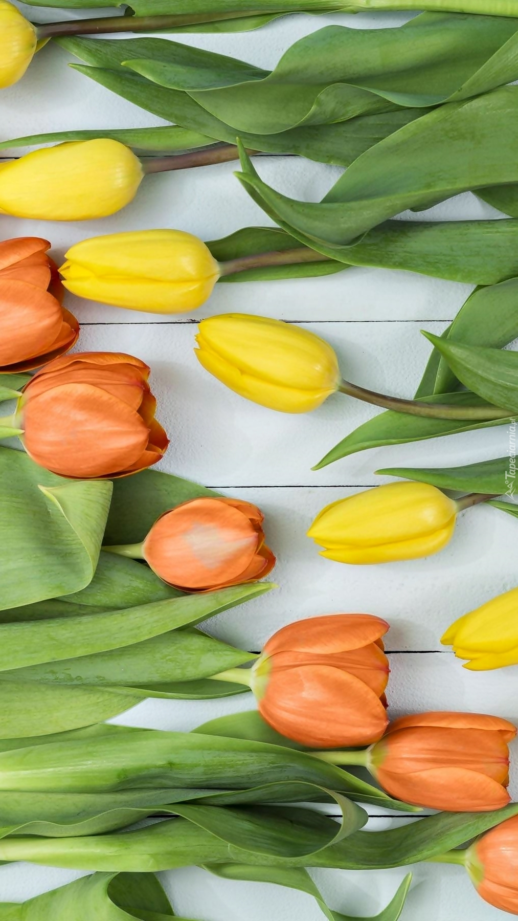 Tulipany żółte i pomarańczowe