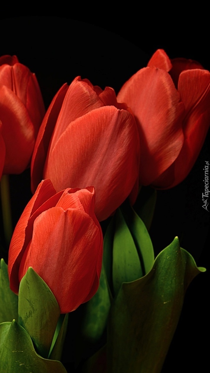 Tulipany zwrócone ku sobie