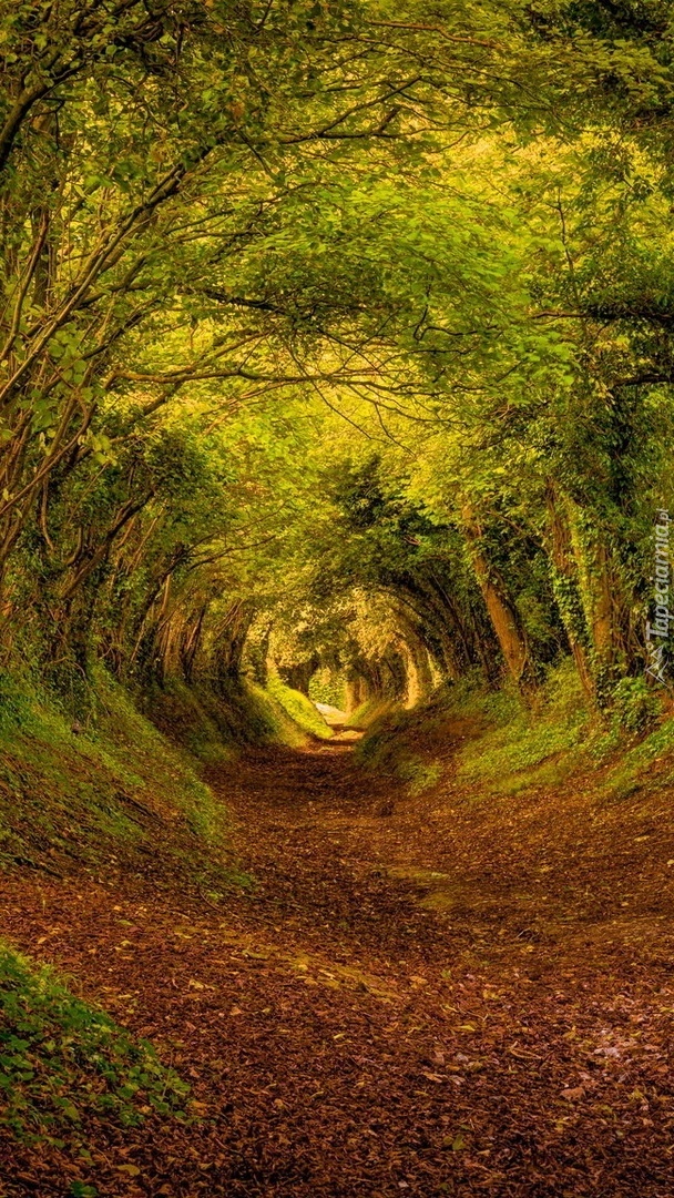 Tunel z drzew