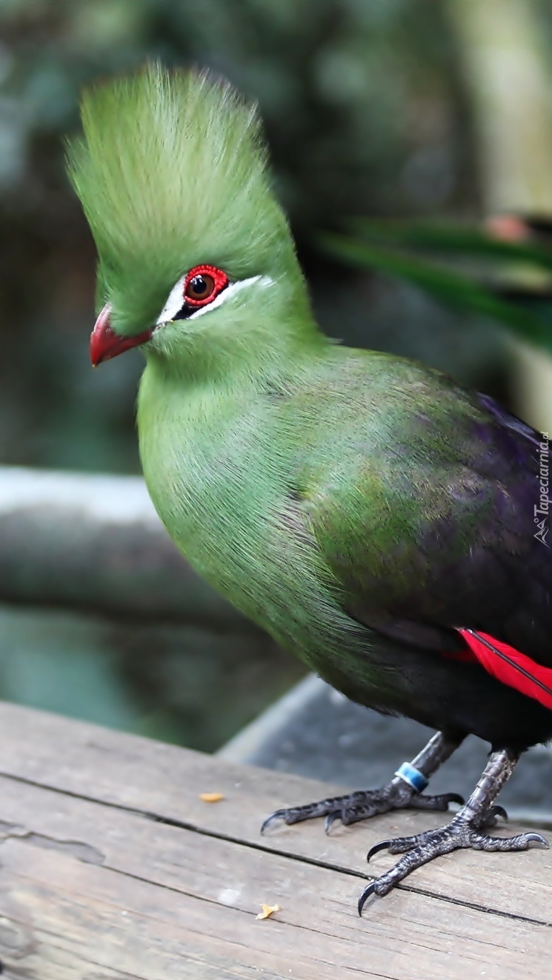 Turaco lub szyszak