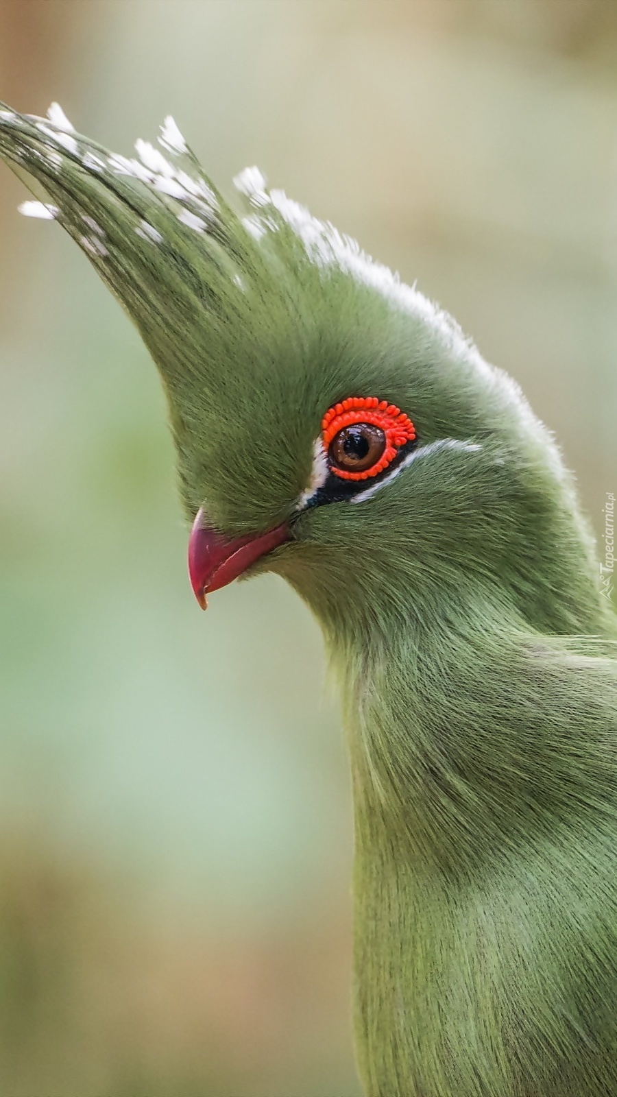 Turaco w irokezie