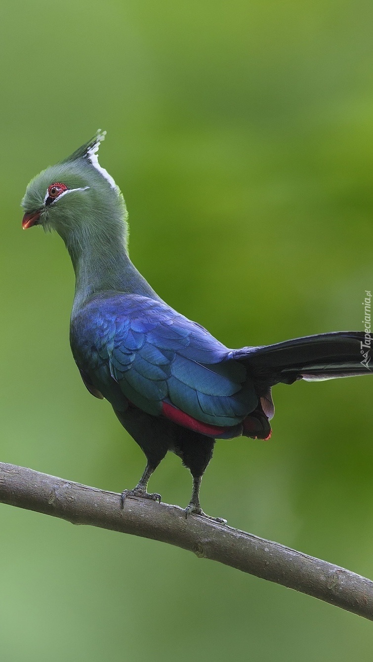 Turaco